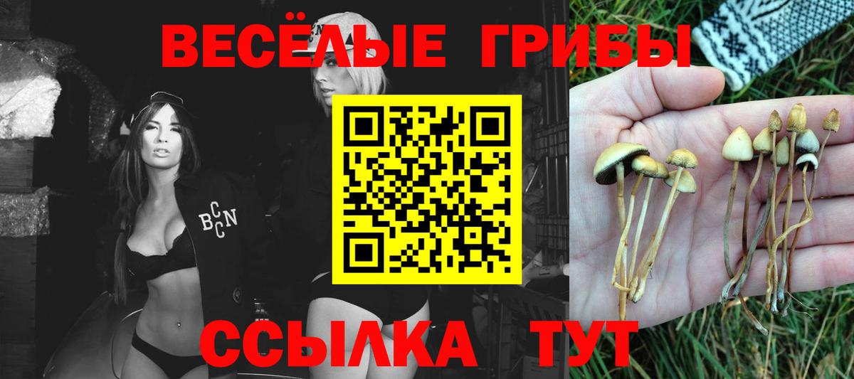 Усть-Илимск  Псилоцибиновые грибы прущие грибы  закладка  Вход с VPN  Галлюциногенные грибы Psilocybe 